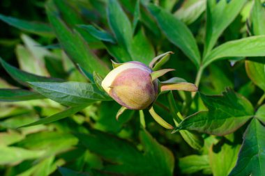 Güneşli bir bahar gününde küçük yeşil yaprakları olan küçük, narin, sarı şakayık çiçekli bir tomurcuk ile Bush, güzel bir açık hava çiçekli arka plan seçici bir odak ile fotoğraflandı