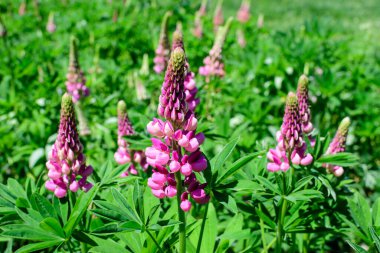 Lupinus 'un pembe çiçeklerine yakın, lupin ya da lupin olarak bilinir, tam çiçeklenme ve yeşil çimlerde güneşli bir bahar bahçesinde, güzel açık hava çiçekli arka planda yumuşak odak ile fotoğraflanmış.