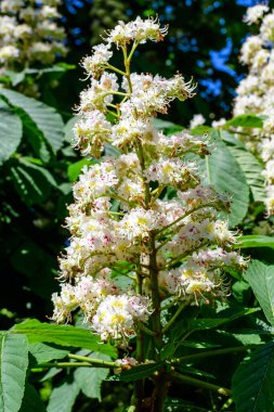 Küçük yeşil yapraklar, beyaz çiçekler ve tomurcuklar bir kestane ağacının dalları, güneşli bir bahar gününde bir bahçede, güzel bir açık hava tek renkli arka plan seçici bir odak ile fotoğraflanmış.