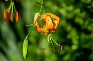 Canlı turuncu günlük zambak, Lilium ya da Lily, güneşli bir yaz gününde İngiliz kır evindeki bahçeye çiçek dikerler. Açık hava arka planında yumuşak odaklı güzel bir fotoğraf çekilmiştir.