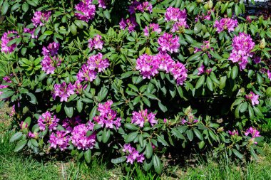 Açelya ve Rhododendron bitkilerinden oluşan geniş ve canlı bir çalılık güneşli bir Japon baharı bahçesinde, güzel bir açık hava çiçekli arka planda seçici bir odak ile fotoğraflanmış.