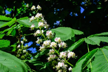 Küçük yeşil yapraklar, beyaz çiçekler ve tomurcuklar bir kestane ağacının dalları, güneşli bir bahar gününde bir bahçede, güzel bir açık hava tek renkli arka plan seçici bir odak ile fotoğraflanmış.