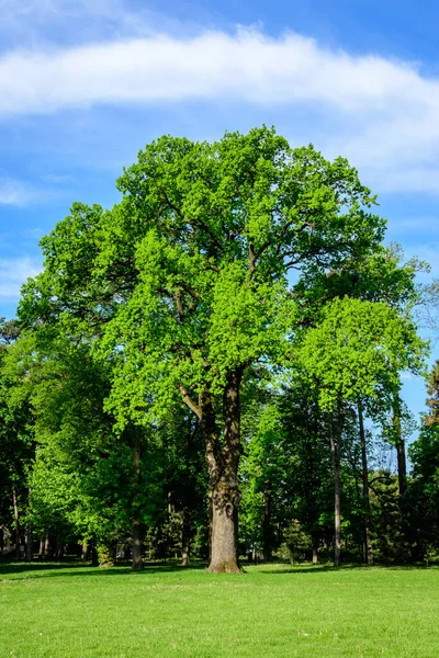 Landscape Old Green Trees Mogosoaia Park Parcul Mogosoaia Weekend Attraction — Stock Photo, Image