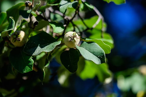 Une Petite Poire Verte Crue Avec Des Feuilles Vertes Dans — Photo