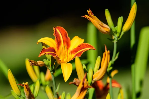 Vivid Amarelo Vermelho Daylily Lilium Lily Planta Jardim Estilo Cottage — Fotografia de Stock