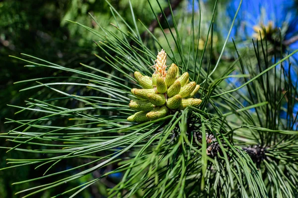 Nahaufnahme Von Zarten Kleinen Grünen Blättern Der Kiefer Nadelbaum Einem — Stockfoto