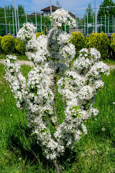 Nahaufnahme Eines Zweiges Mit Weißen Apfelbaumblüten Voller Blüte Mit Verschwommenem — Stockfoto