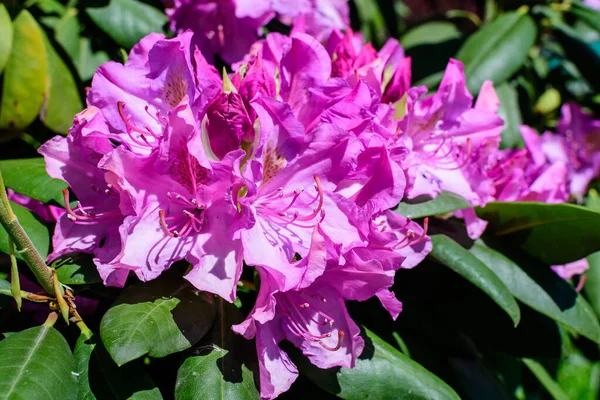 Açelya ve Rhododendron bitkilerinin birçok canlı pembe çalı güneşli bir baharda İskoç bahçesinde, güzel açık hava çiçekleri seçici bir odak ile fotoğraflanmış.