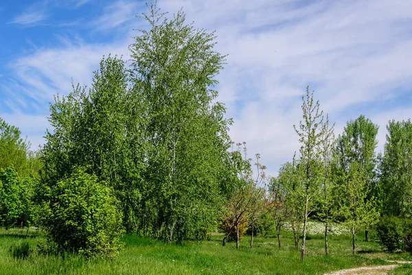 Krajobraz Starymi Zielonymi Drzewami Parku Mogosoaia Parcul Mogosoaia Weekendowa Atrakcja — Zdjęcie stockowe