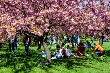 Bükreş, Romanya, 25 Nisan 2021 Güneşli bir bahar gününde Japon Bahçesi 'nde Kral I. Michael Park' tan (eski Herastrau) birçok pembe çiçekli büyük kiraz ağaçları, sakura