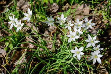Ornithogalum umbellatum bitkisinin pek çok narin beyaz çiçeği genellikle Beytüllahim 'in bahçe yıldızı, çimen zambağı, öğle uykusu, ya da güneşli bir bahar gününde bir bahçede saat 11' de bayan olarak bilinir.