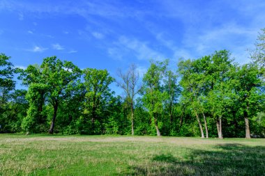 Romanya 'nın Bükreş kenti yakınlarındaki güneşli bir bahar gününde Mogosoaia Park' taki (Parcul Mogosoaia) eski yeşil ağaçların manzarası