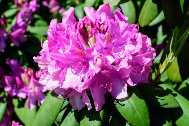 Açelya ve Rhododendron bitkilerinin birçok canlı pembe çalı güneşli bir baharda İskoç bahçesinde, güzel açık hava çiçekleri seçici bir odak ile fotoğraflanmış.