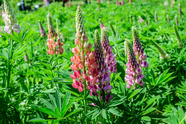 Lupinus 'un pembe çiçeklerine yakın, lupin ya da lupin olarak bilinir, tam çiçeklenme ve yeşil çimlerde güneşli bir bahar bahçesinde, güzel açık hava çiçekli arka planda yumuşak odak ile fotoğraflanmış.