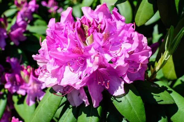 Açelya ve Rhododendron bitkilerinin birçok canlı pembe çalı güneşli bir baharda İskoç bahçesinde, güzel açık hava çiçekleri seçici bir odak ile fotoğraflanmış.