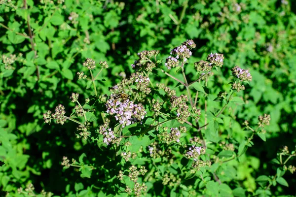 Viele Frische Grüne Blätter Und Violette Blüten Der Thymus Serpyllum — Stockfoto