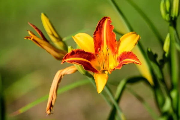 Vivid Amarelo Vermelho Daylily Lilium Lily Planta Jardim Estilo Cottage — Fotografia de Stock