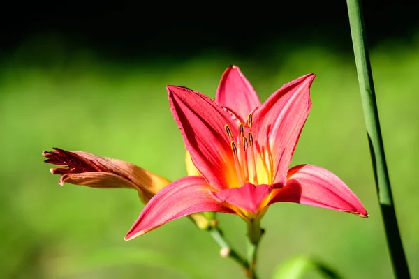 Lírio Dia Vermelho Escuro Delicado Flor Lírio Plena Floração Uma — Fotografia de Stock
