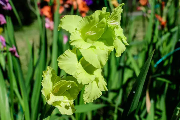 Nahaufnahme Vieler Zarter Grüner Pistazien Gladiolen Blüten Voller Blüte Einem — Stockfoto