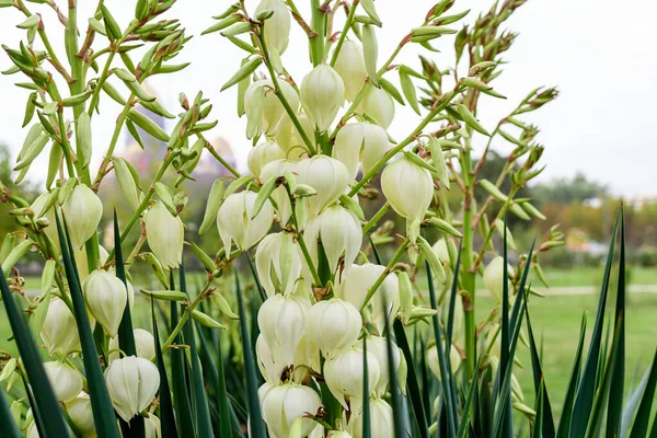 Muchas Delicadas Flores Blancas Planta Yucca Comúnmente Conocidas Como Aguja —  Fotos de Stock