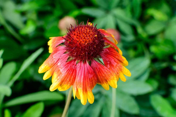 Levande Gul Och Röd Gaillardia Blomma Allmänt Känd Som Filt — Stockfoto