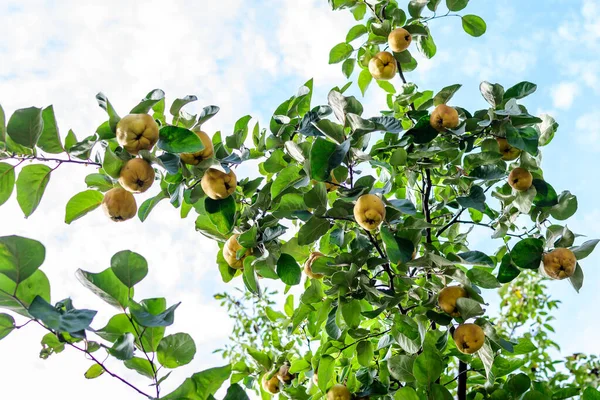 Muitos Grandes Marmelos Amarelos Orgânicos Maduros Folhas Verdes Brunches Árvores — Fotografia de Stock