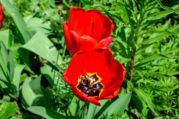 Dos Delicados Tulipanes Rojos Plena Floración Soleado Jardín Primavera Hermoso — Foto de Stock