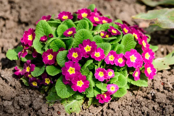 Many Vivid Pink Magenta Flowers Primula Plant Also Known Cowslip — Stock Photo, Image