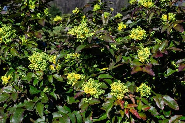 Sok Kis Sárga Virágok Virágok Mahonia Aquifolium Zöld Levelek Bokrok — Stock Fotó