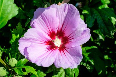 Cornus kousa ağacının pembe narin çiçeği, genel olarak ousa, kousa, Çin, Kore ve Japon odun ağacı olarak bilinir, ve güneşli bir bahar gününde bahçedeki yeşil yapraklar, güzel bir açık hava çiçek arkaplanı.