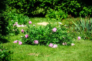 Güneşli bir bahar gününde, İngiliz kır evi tarzında bahçesinde çok sayıda canlı pembe şakayık çiçekleri olan Bush, güzel açık hava çiçekleri seçici bir odak noktasıyla fotoğraflandı.