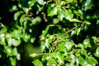 Bir yaz günü meyve bahçesinde genç meyveler ve yeşil armut yaprakları olan bir dal, güzel açık hava yeşil arka plan yumuşak odaklı fotoğraflanmış