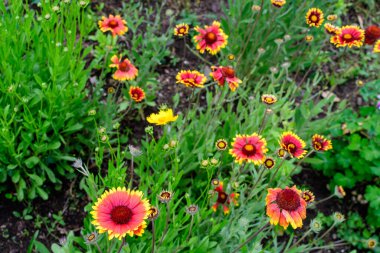 Birçok canlı kırmızı ve sarı Gaillardia çiçekleri, yaygın isim battaniyesi çiçeği, ve bulanık yeşil yapraklar yumuşak odak, güneşli bir yaz günü bir bahçede, güzel bir açık hava çiçekli arka plan