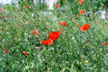 Güneşli bir yaz gününde, İngiliz kır evinin bahçesinde küçük bir çiçek açan kırmızı gelincik çiçeğini kapatıyoruz. Güzel bir açık hava çiçekli arka planda, yumuşak odak ile çekilmiş.