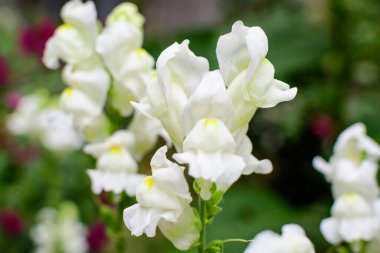 Birçok beyaz ejderha çiçeği ya da aslanağzı ya da güneşli bir bahar bahçesinde Antirrhinum, açık havada çekilen güzel çiçek arkaplanı yumuşak odaklı.