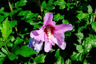 Cornus kousa ağacının pembe narin çiçeği, genel olarak ousa, kousa, Çin, Kore ve Japon odun ağacı olarak bilinir, ve güneşli bir bahar gününde bahçedeki yeşil yapraklar, güzel bir açık hava çiçek arkaplanı.