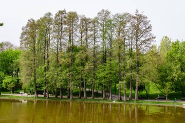 Bükreş, Romanya - 1 Mayıs 2021: Alexandru Ioan Cuza (IOR) Parkı 'ndaki Titan Gölü' nün kıyısında, beyaz gökyüzü bulutlu bir bahar gününde sulu ve yeşil söğüt ağaçlarıyla manzara