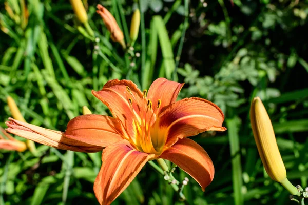 晴れた夏の日に英国のコテージスタイルの庭でリリウムやユリの植物の1つの小さな鮮やかなオレンジ色の花 柔らかい焦点で撮影された美しい屋外の花の背景 — ストック写真