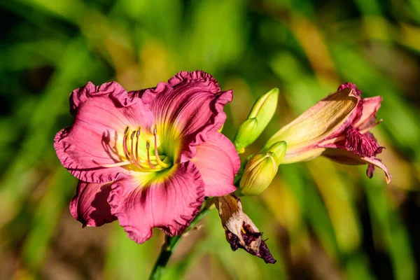 Élénk Sötét Bíbor Hemerocallis Peggy Rózsaszín Ismert Mint Napliliom Lilium — Stock Fotó