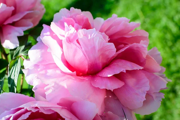 Eine Große Zarte Rosa Pfingstrose Blume Direkter Sonneneinstrahlung Einem Garten — Stockfoto
