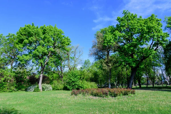 Landscape Old Green Trees Mogosoaia Park Parcul Mogosoaia Weekend Attraction — Stock Photo, Image