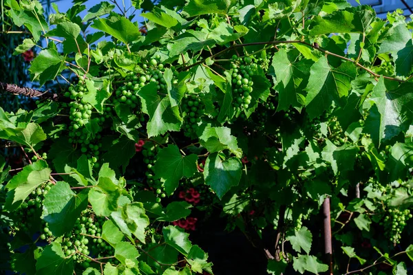 Delicadas Frutas Pequeñas Hojas Verdes Vid Jardín Soleado Verano Hermoso — Foto de Stock