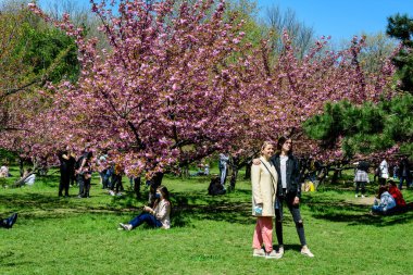 Bükreş, Romanya, 25 Nisan 2021 Güneşli bir bahar gününde Japon Bahçesi 'nde Kral I. Michael Park' tan (eski Herastrau) birçok pembe çiçekli büyük kiraz ağaçları, sakura