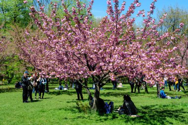 Bükreş, Romanya, 25 Nisan 2021 Güneşli bir bahar gününde Japon Bahçesi 'nde Kral I. Michael Park' tan (eski Herastrau) birçok pembe çiçekli büyük kiraz ağaçları, sakura