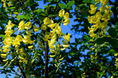 Sarı çiçekli ağaç ve Laburnum anagyroides tomurcukları, yaygın laburum, altın zincir veya altın yağmur, güneşli bir bahar bahçesinde tam çiçek, güzel bir açık hava çiçekli arka plan