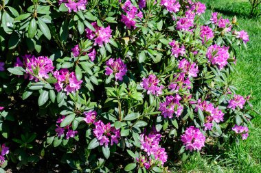 Açelya ve Rhododendron bitkilerinden oluşan geniş ve canlı bir çalılık güneşli bir Japon baharı bahçesinde, güzel bir açık hava çiçekli arka planda seçici bir odak ile fotoğraflanmış.
