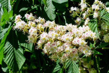 Küçük yeşil yapraklar, beyaz çiçekler ve tomurcuklar bir kestane ağacının dalları, güneşli bir bahar gününde bir bahçede, güzel bir açık hava tek renkli arka plan seçici bir odak ile fotoğraflanmış.