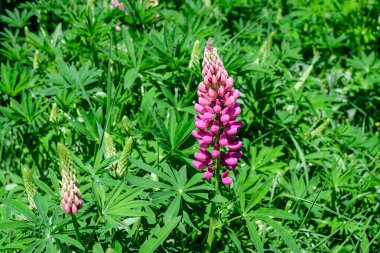 Lupinus 'un pembe çiçeklerine yakın, lupin ya da lupin olarak bilinir, tam çiçeklenme ve yeşil çimlerde güneşli bir bahar bahçesinde, güzel açık hava çiçekli arka planda yumuşak odak ile fotoğraflanmış.