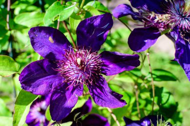 Bir narin mavi klematis çiçeği, gezgin neşe, deri çiçek ya da vazo olarak da bilinir, güneşli bir bahar bahçesinde, güzel bir açık hava çiçekli arka planda yumuşak bir odak ile fotoğraflanmış.