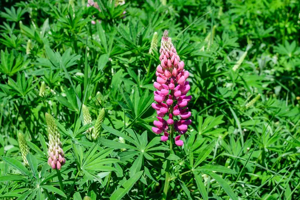 Zblízka Růžové Květy Lupinus Běžně Známý Jako Lupin Nebo Vlčí — Stock fotografie